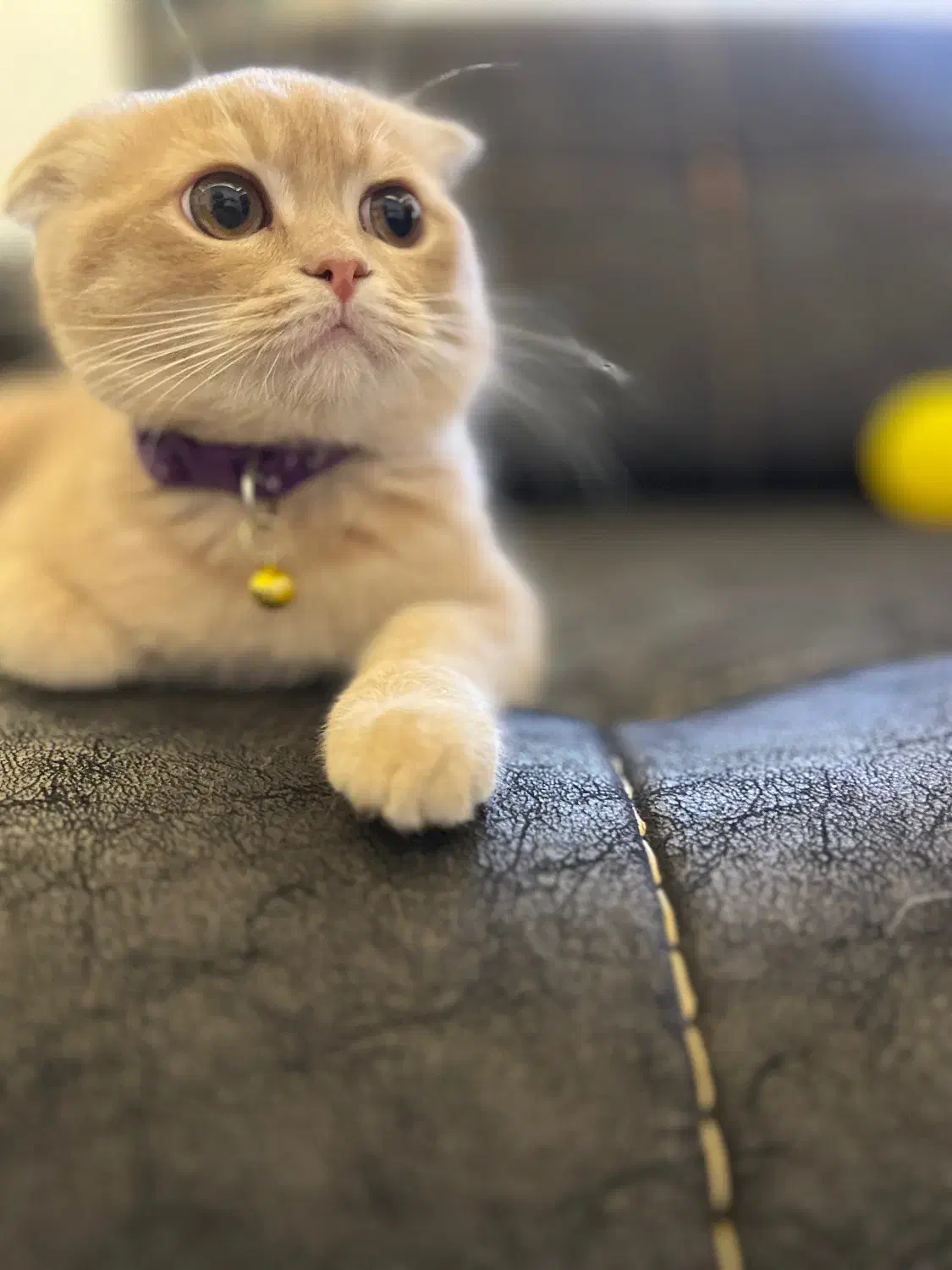 بچه گربه ۴ ماهه اسکاتییش زیبا|گربه|قم, مهدیه|دیوار