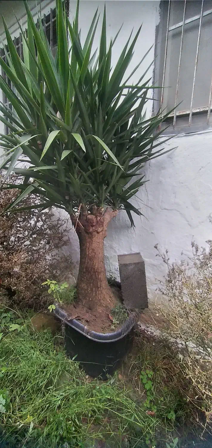 یوکا بزرگ وبنسای قطور،وگلدان۳/۵،گلدان ۱۰و سطل۱۲|گل و گیاه طبیعی|رحیمآباد, |دیوار