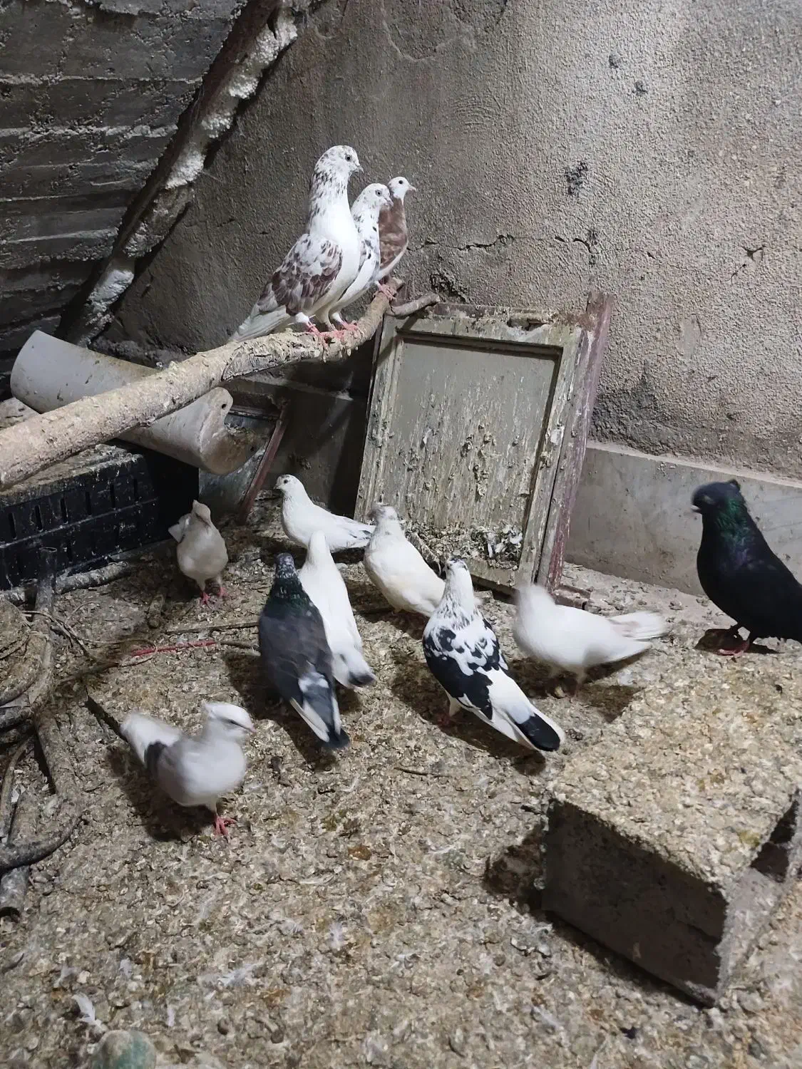 کبوتر تهرانی|پرنده|طالقان, |دیوار