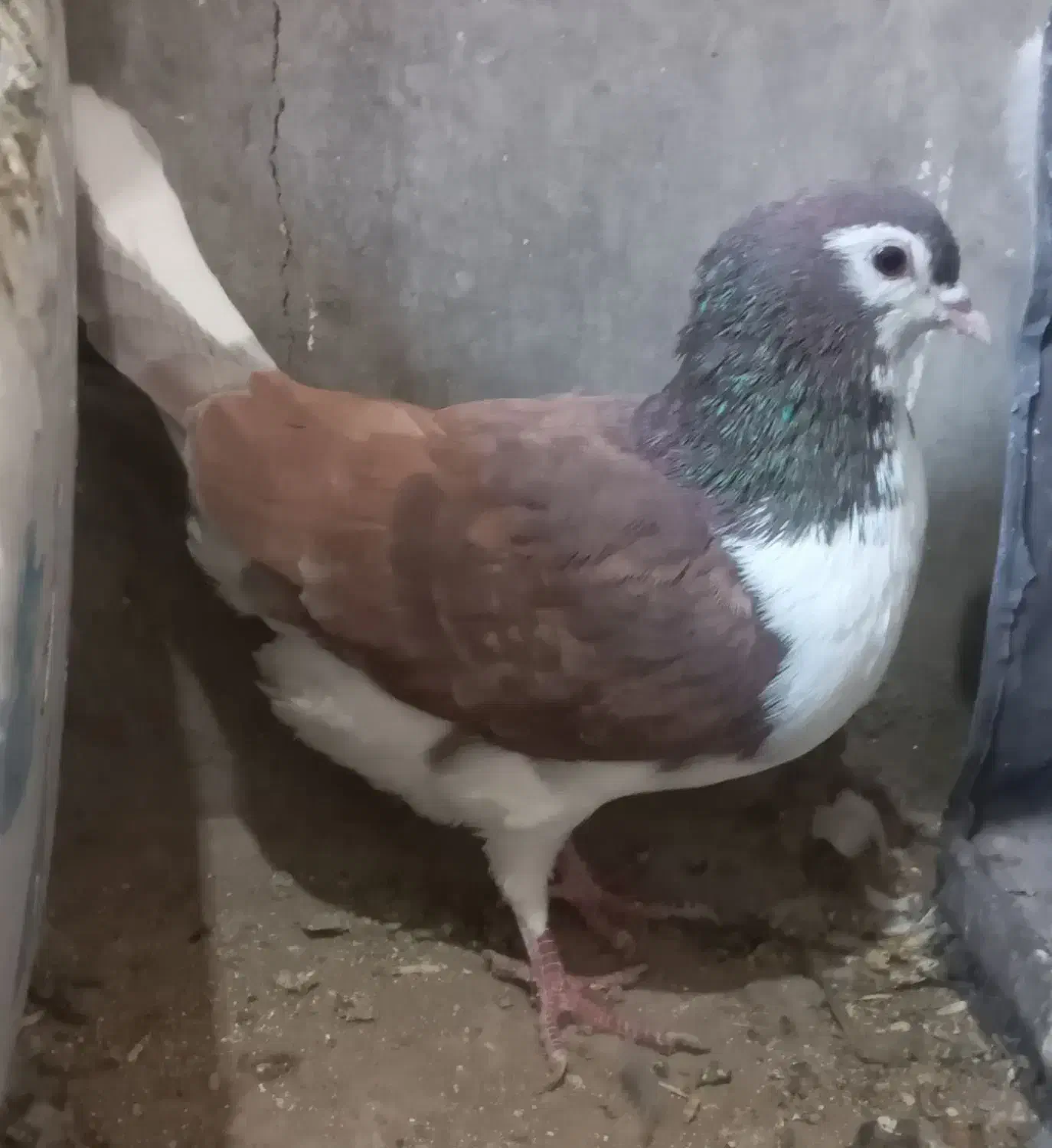 ۳نرکفتر|پرنده|نیمبلوک, |دیوار