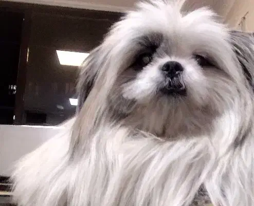 فروش سگ به علت مهاجرت|سگ|تهران, سلسبیل جنوبی|دیوار