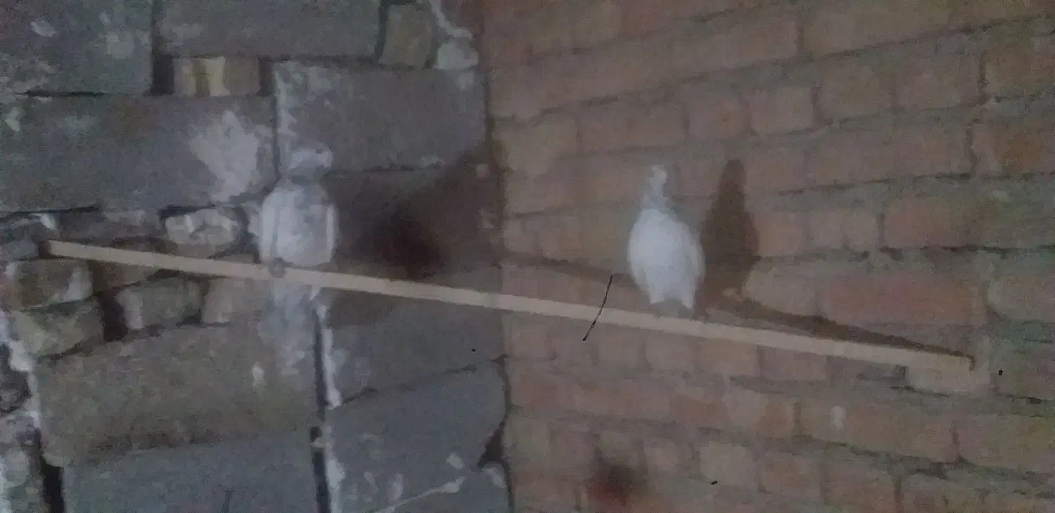 کبوتر|پرنده|دلبران, |دیوار