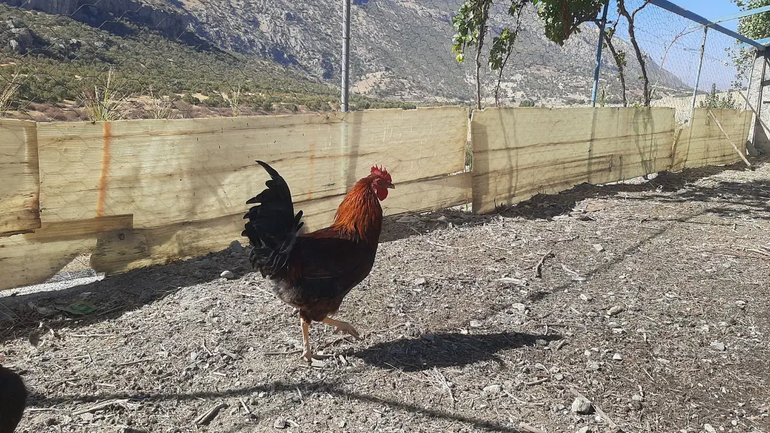 خروس محلی|حیوانات مزرعه|سروآباد, |دیوار