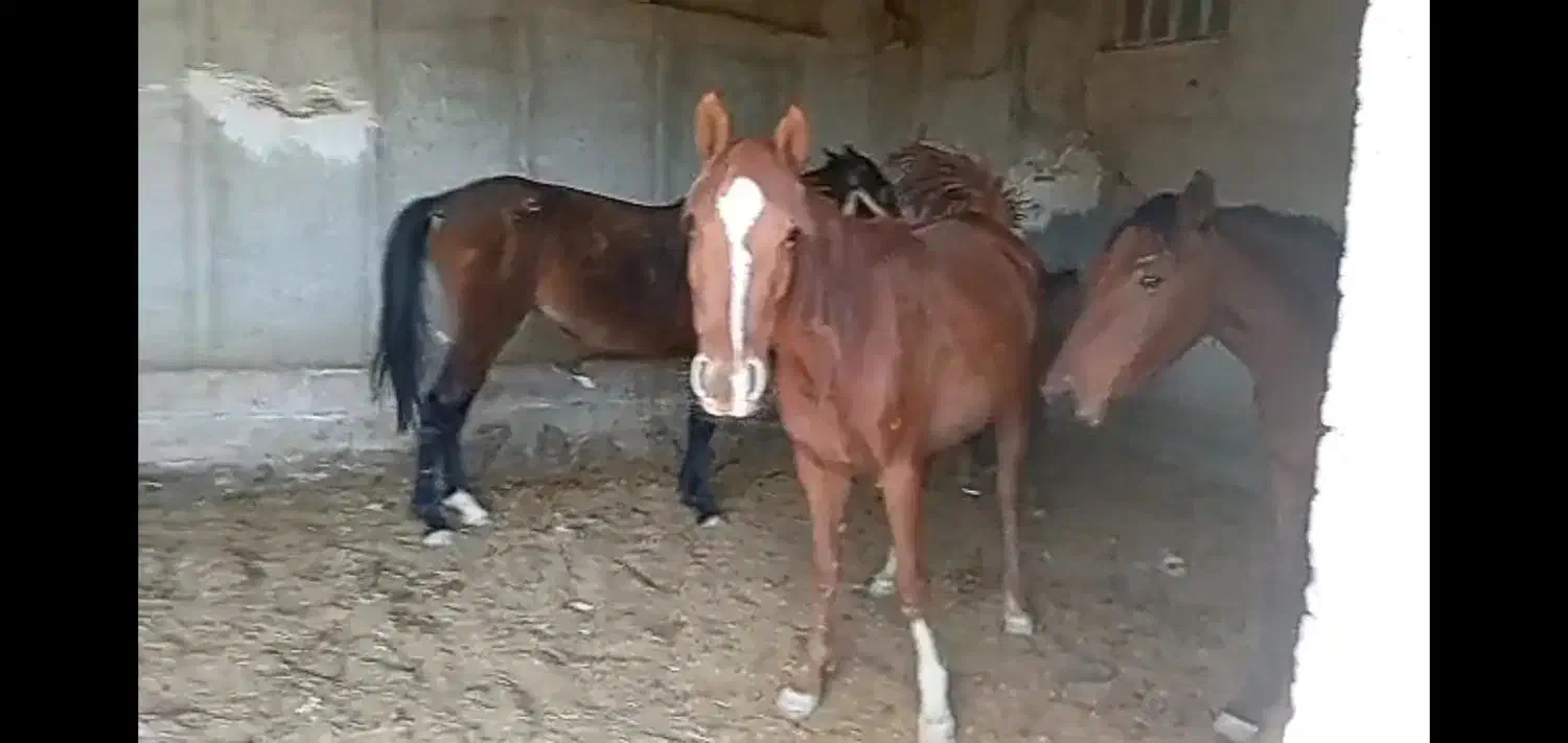 سه تامادیون|اسب و تجهیزات اسبسواری|جره و بالاده, |دیوار