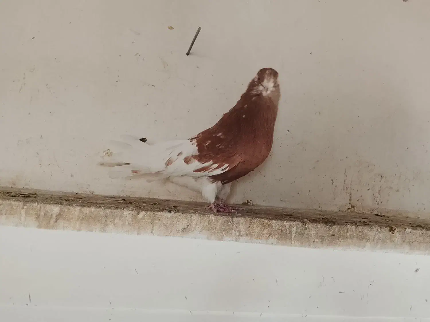 کبوتر سرور|پرنده|خرمدره, |دیوار