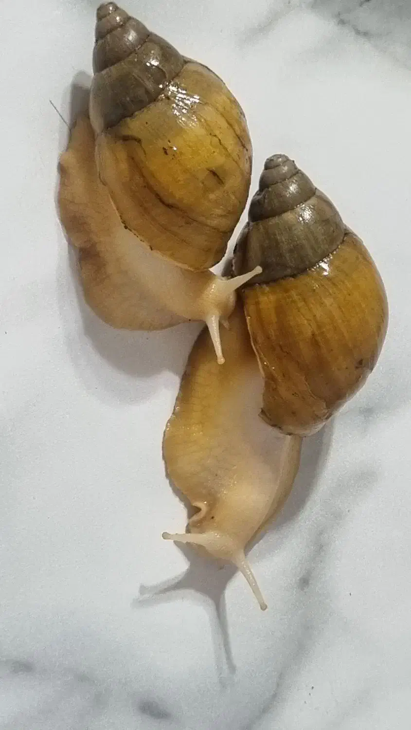 حلزون|خزنده|تهران, شهرک ولیعصر جنوبی|دیوار