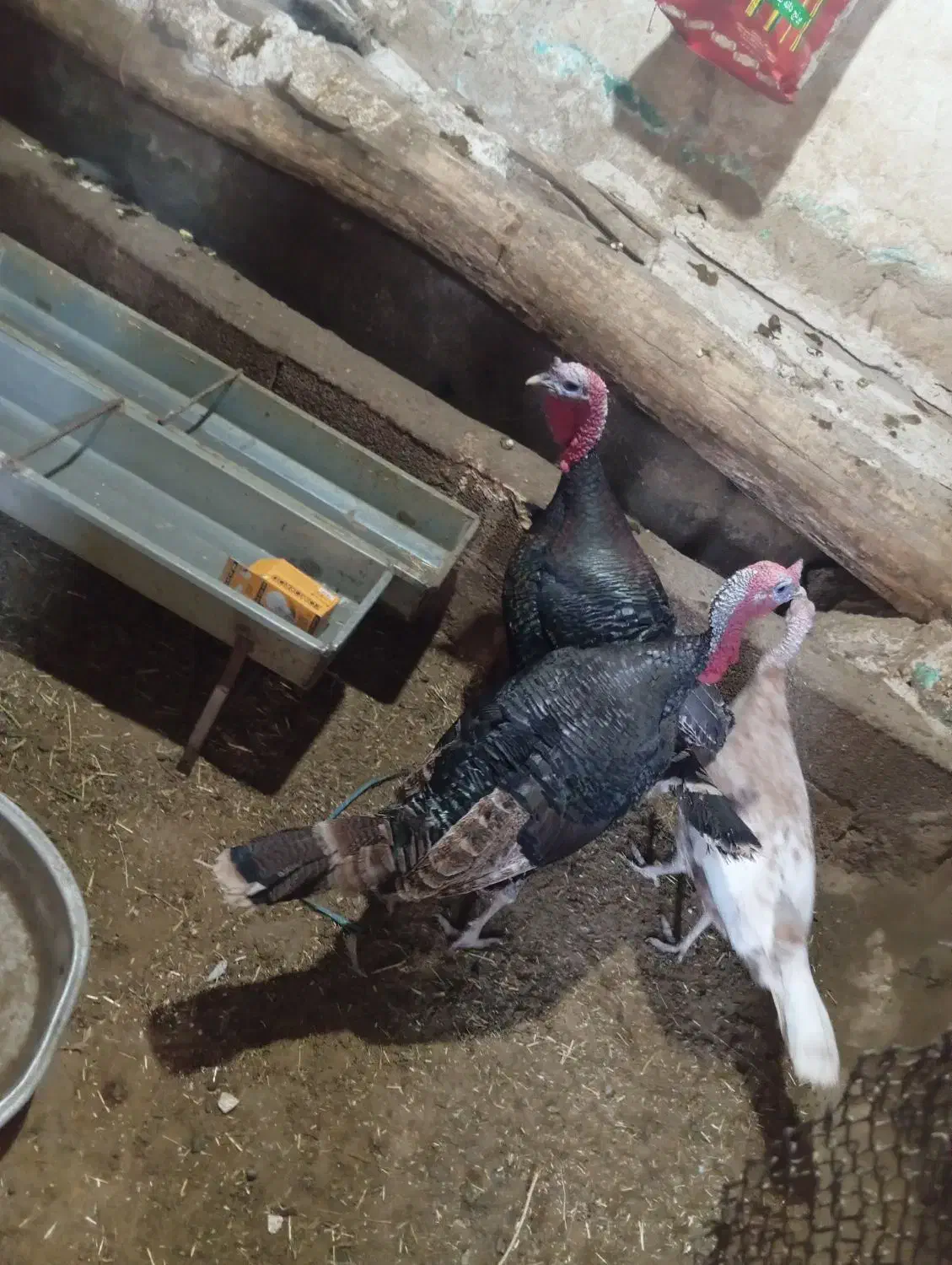 بوقلمون سه ساله|حیوانات مزرعه|دیواندره, |دیوار