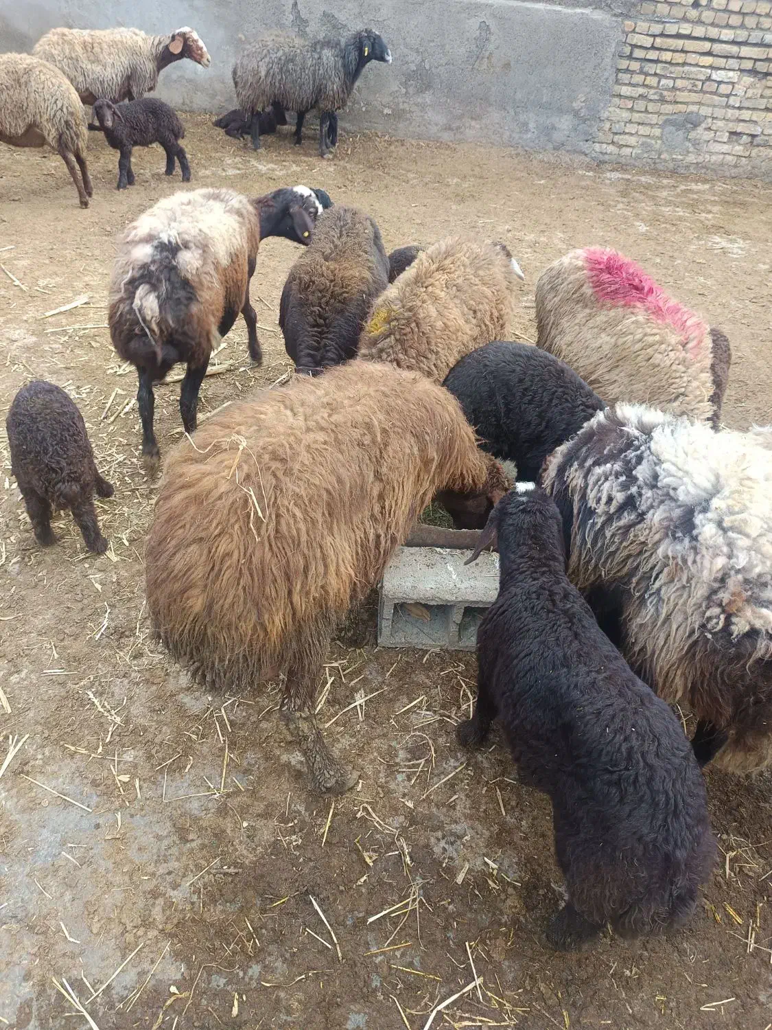 میش بره|حیوانات مزرعه|مشهد, کلاته برفی|دیوار