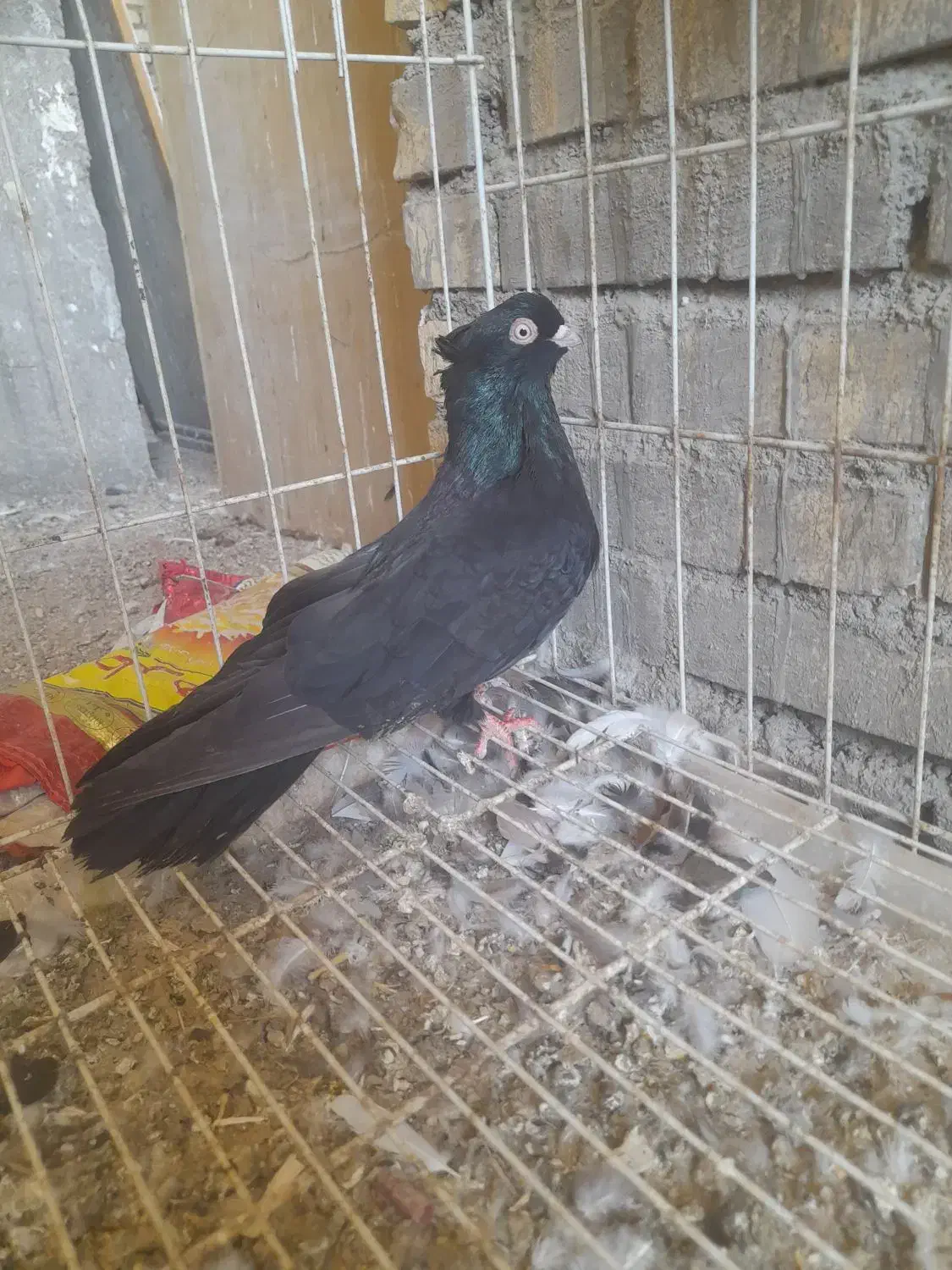 کبوتر زاغ نر یسر صرب در شادگان|پرنده|شادگان, |دیوار