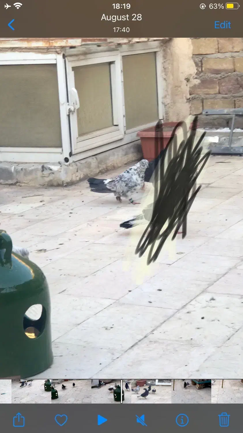 کفتر|حیوانات|قم, شهرک امام حسین|دیوار