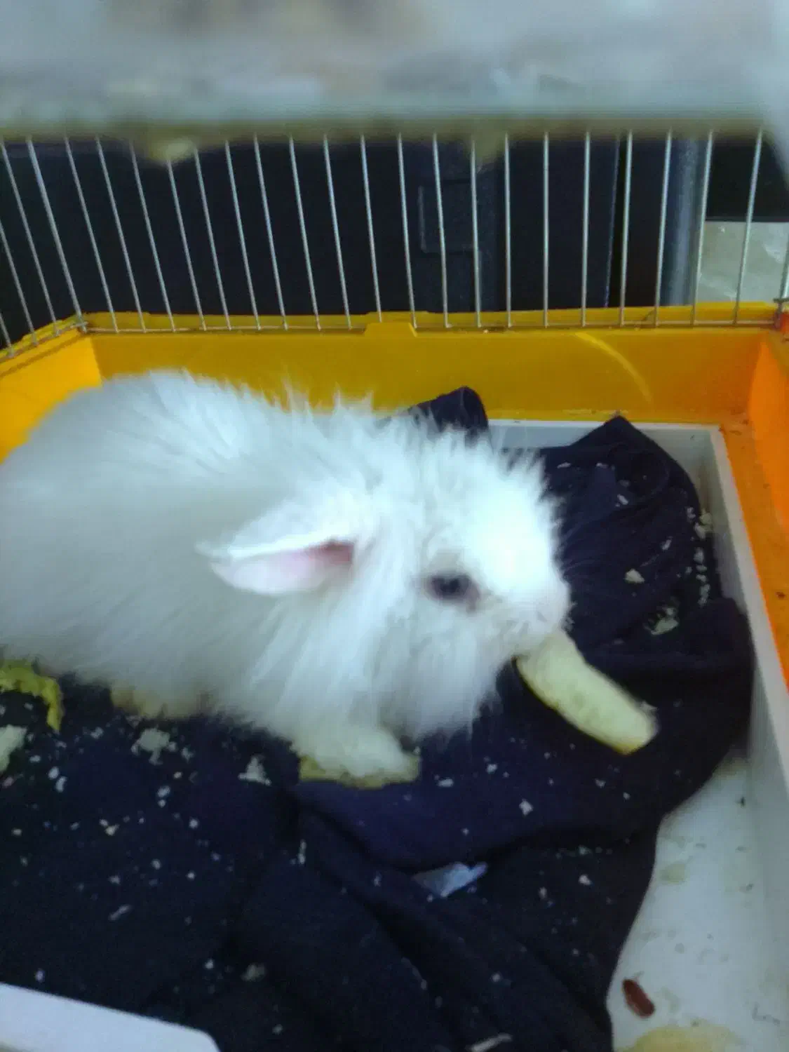 فروش فوری خرگوش عروسکی بانمک و سالم|موش و خرگوش|پاکدشت, پاکدشت (مامازند)|دیوار