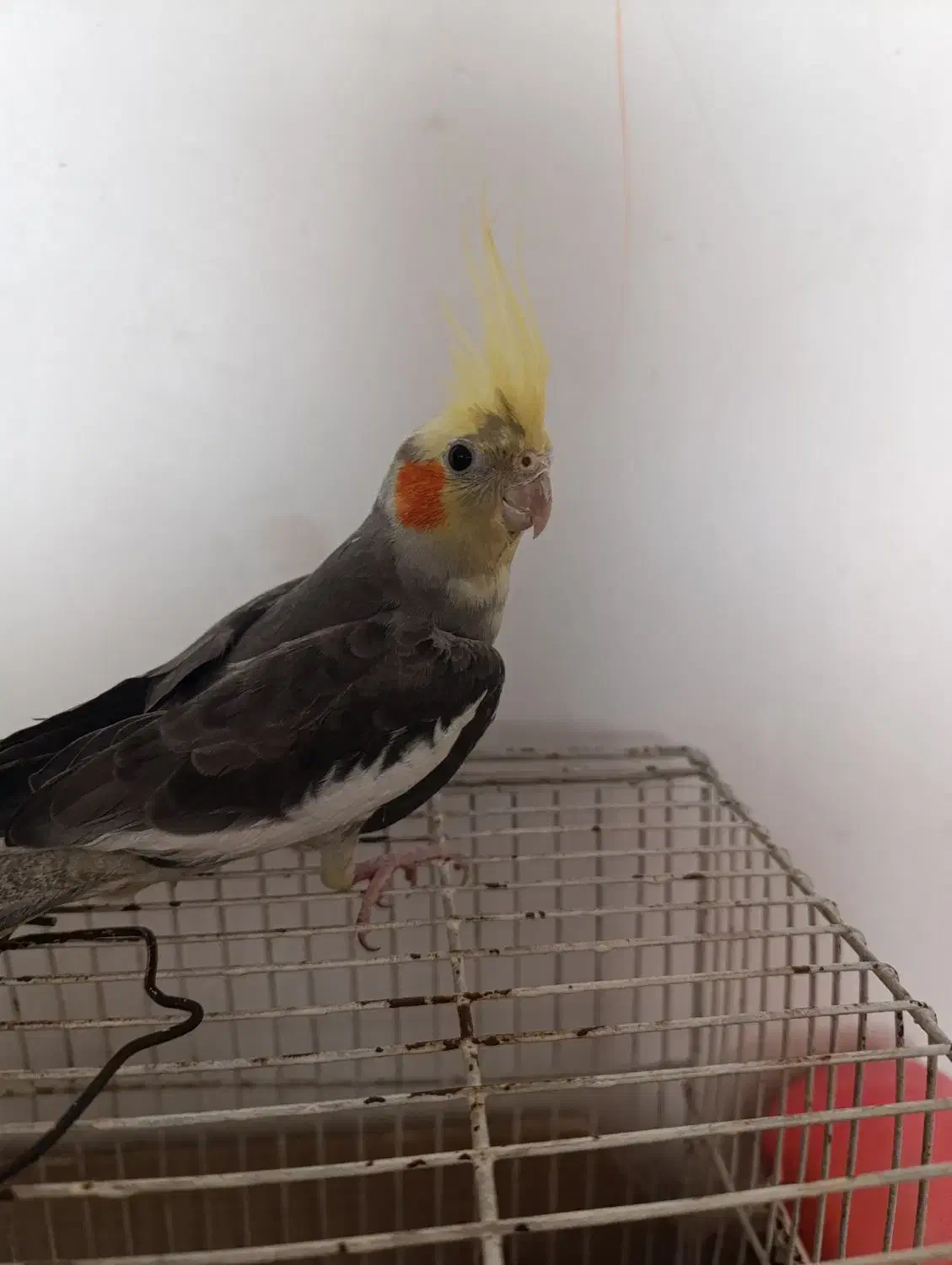 عروس هلندی|پرنده|باسمنج, |دیوار