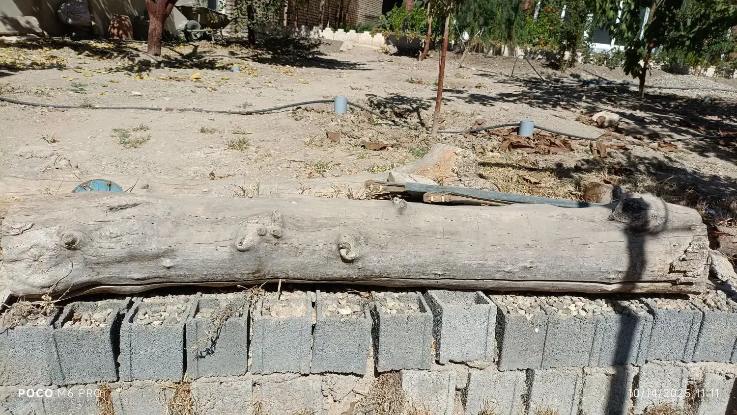 تنه خشک درخت جهت ذغال|خدمات باغبانی و درختکاری|پردیس, کمرد|دیوار