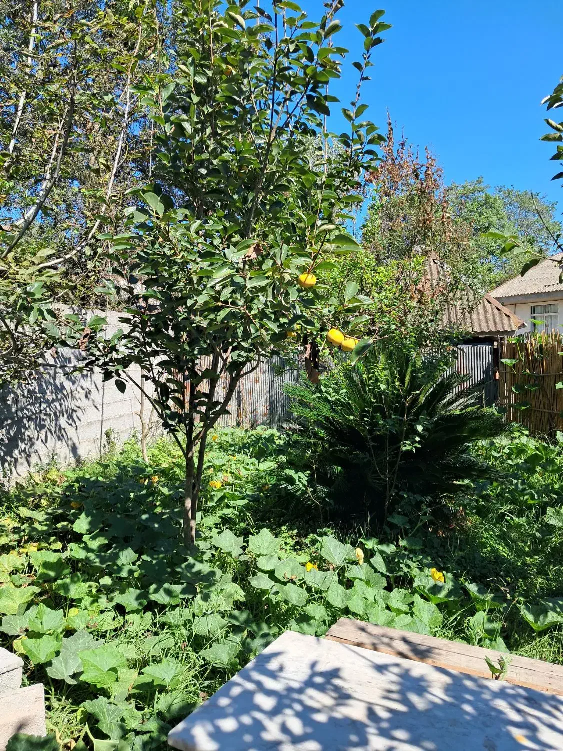 ویلا خانوادگی قاسمی ۲|اجارهٔ کوتاه‌مدت ویلا و باغ|کوچصفهان, |دیوار