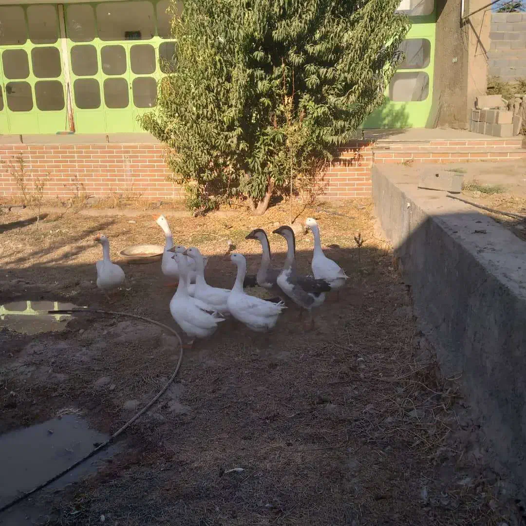 فروش قوغاز|حیوانات مزرعه|شریفآباد, |دیوار