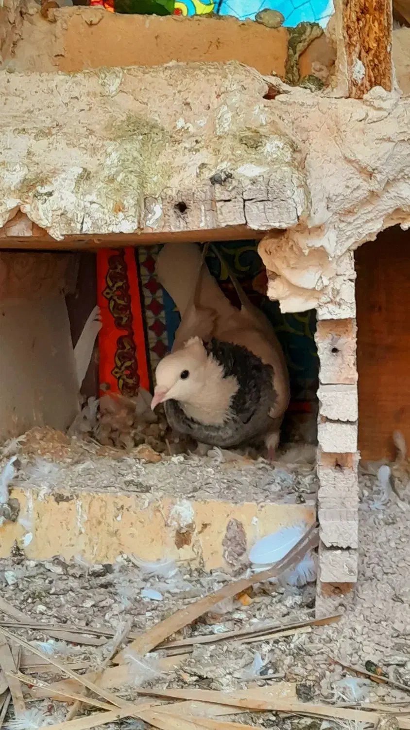 طوقی هفت رنگ|پرنده|طبس, |دیوار