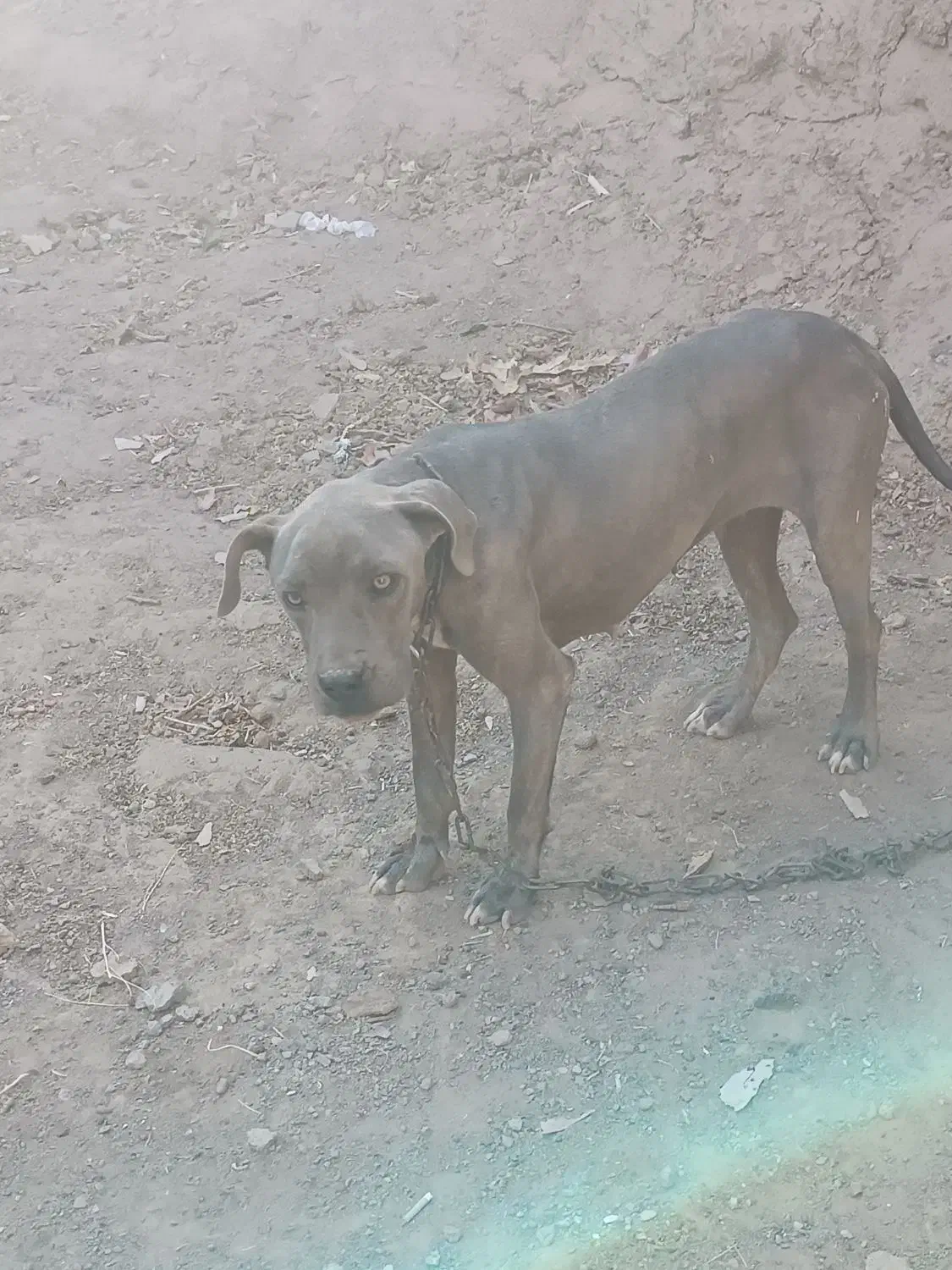 سگ پیت بول|سگ|جوین, |دیوار