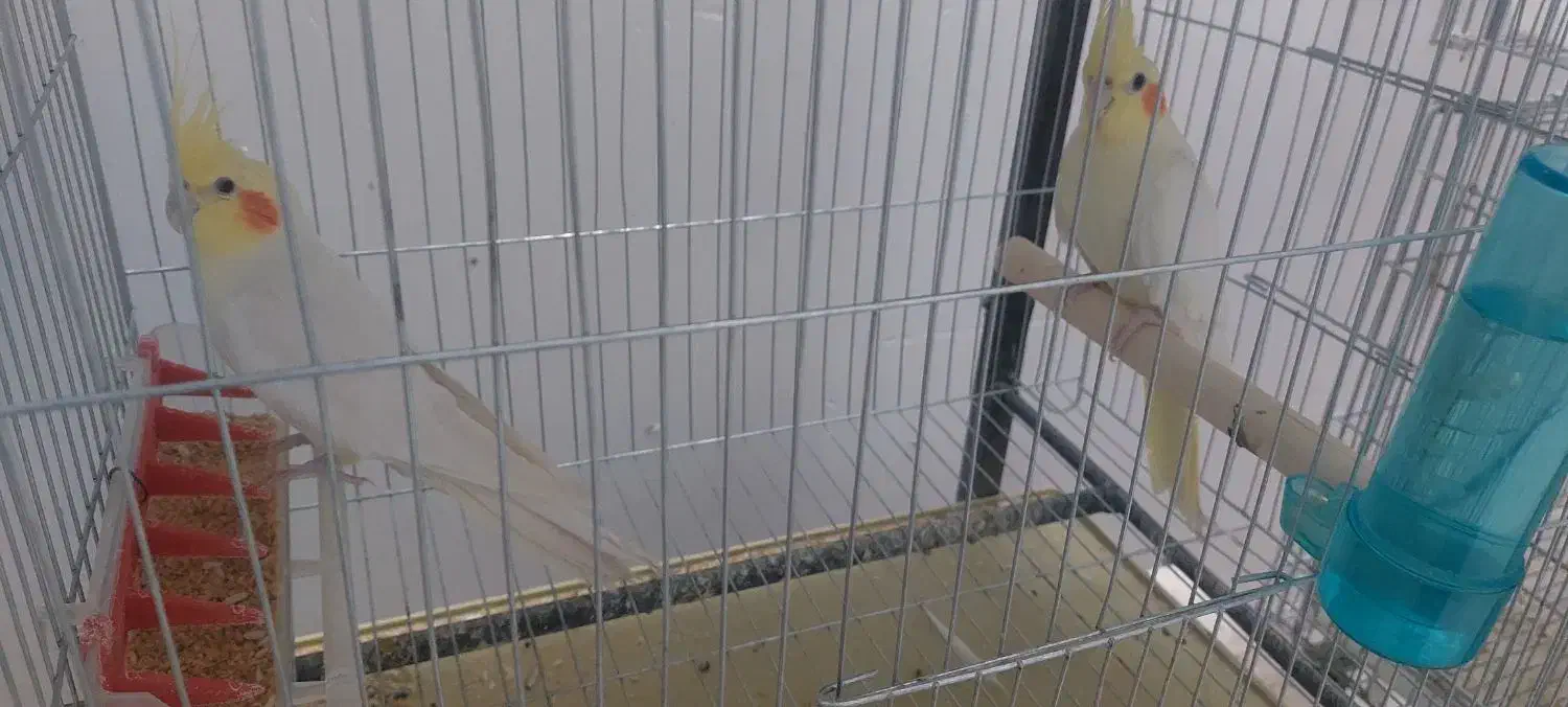 عروس هلندی|پرنده|آباده, |دیوار