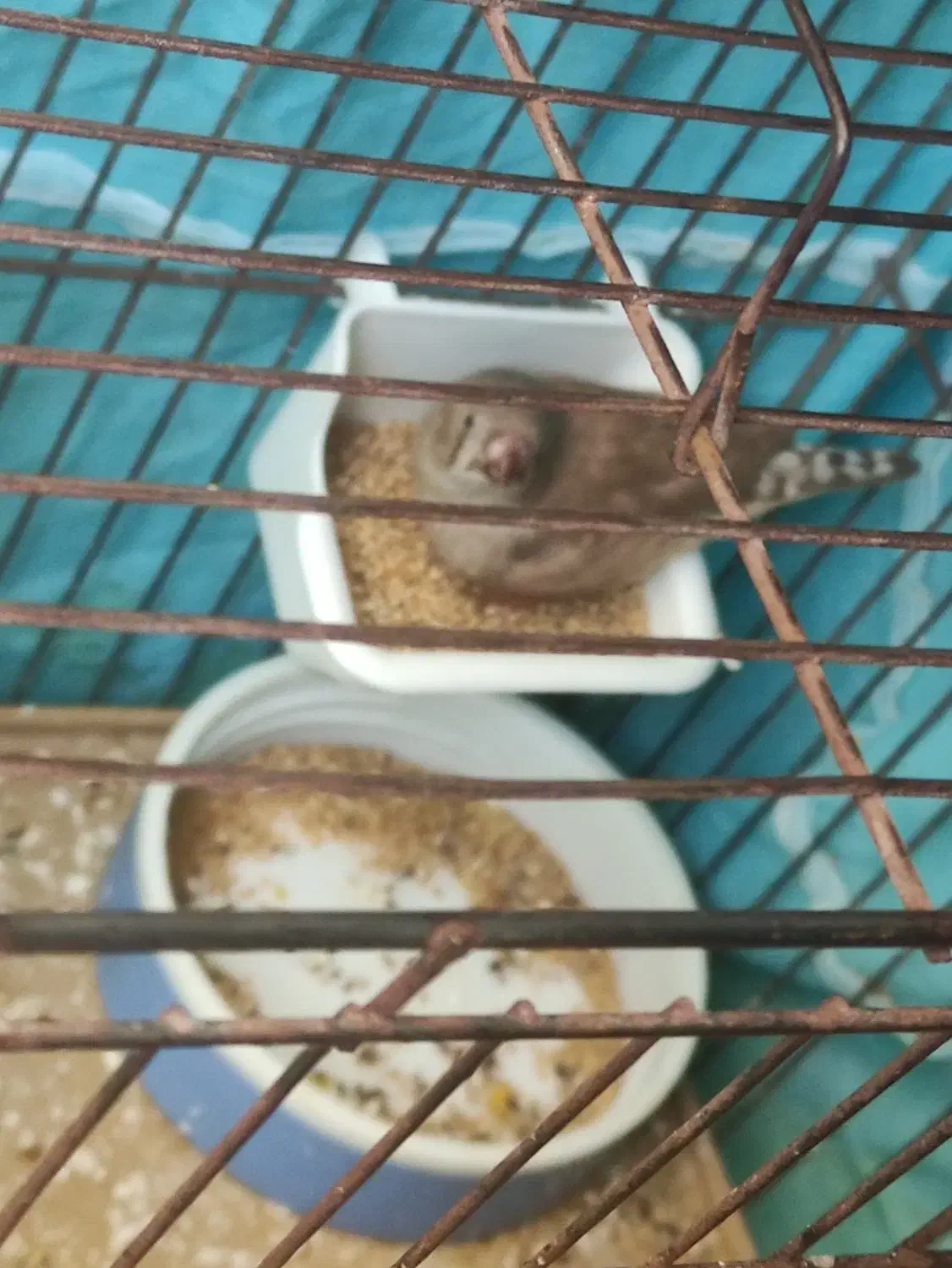 ۱ دانه جوجه فنچ|پرنده|بیجار, |دیوار