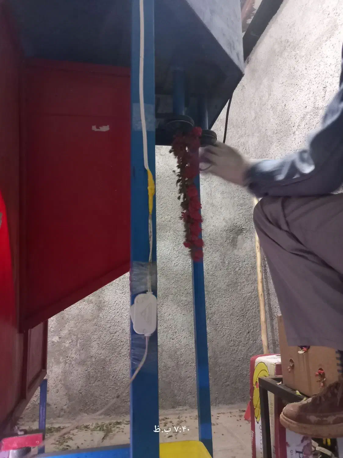 زرشک تازه دانه شده|خوردنی و آشامیدنی|قهستان, |دیوار