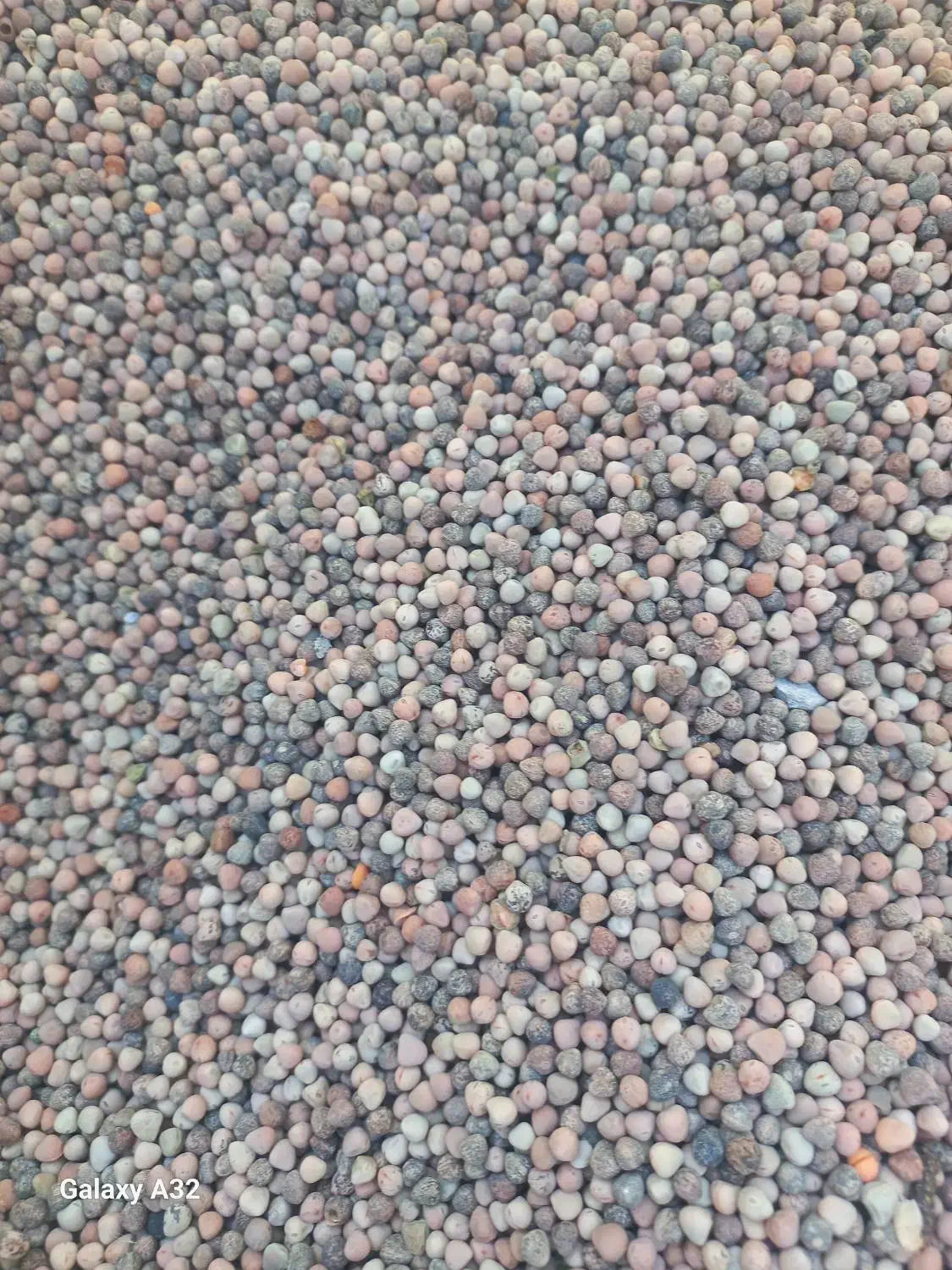 گاودانه|لوازم جانبی حیوانات|ایلام, |دیوار