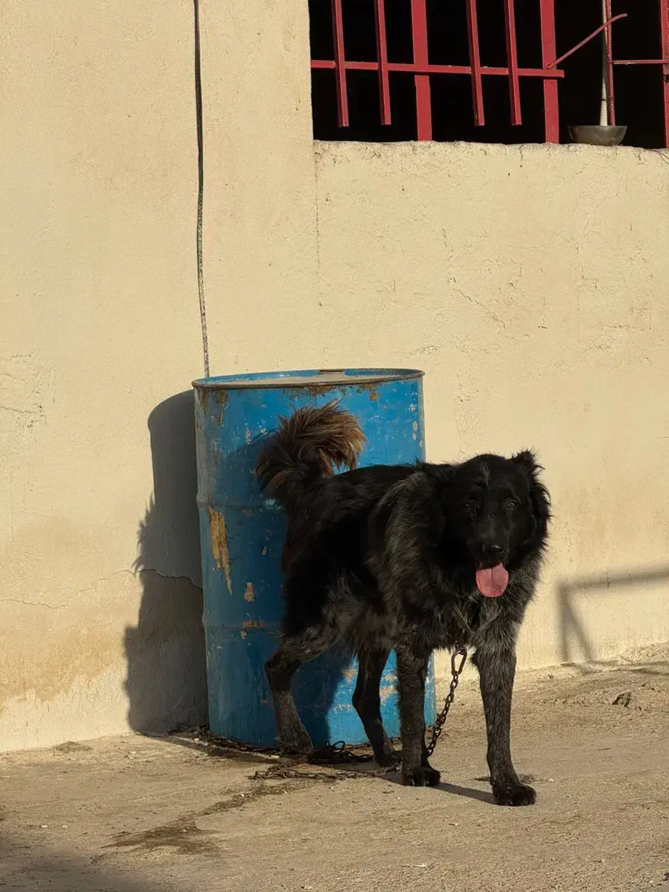 قدرجونی روزگاری|سگ|باقرشهر, |دیوار