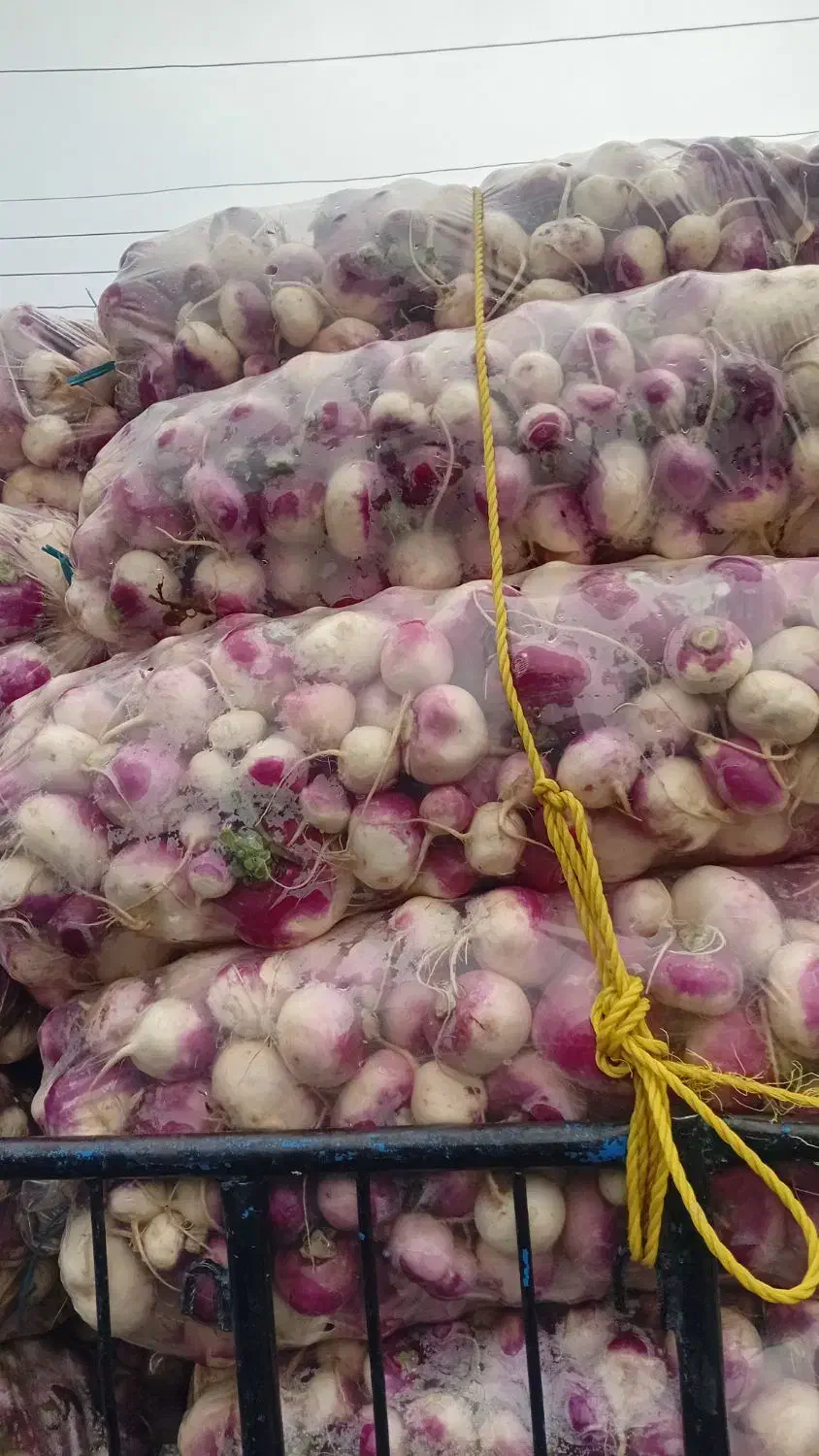 صیفی جات جهت مصرف دام|خوردنی و آشامیدنی|اندیمشک, |دیوار