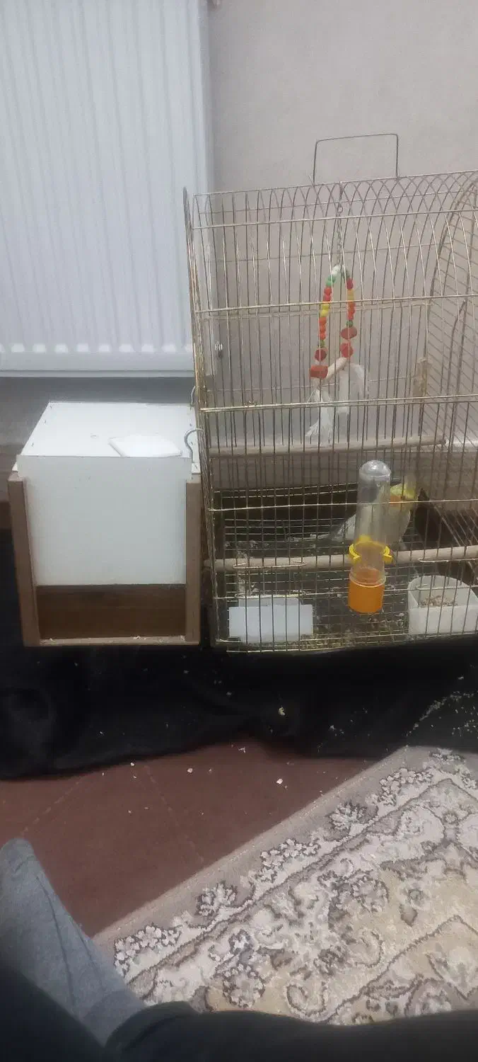 پرنده فروشی|پرنده|کاشان, سیفی آباد|دیوار