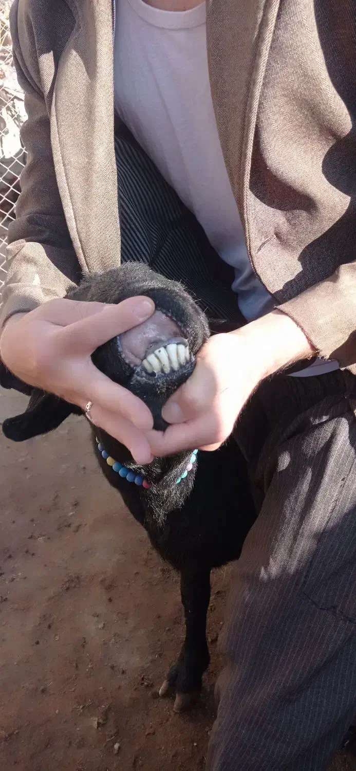 قوچ قره قزل|حیوانات مزرعه|زنجان, |دیوار