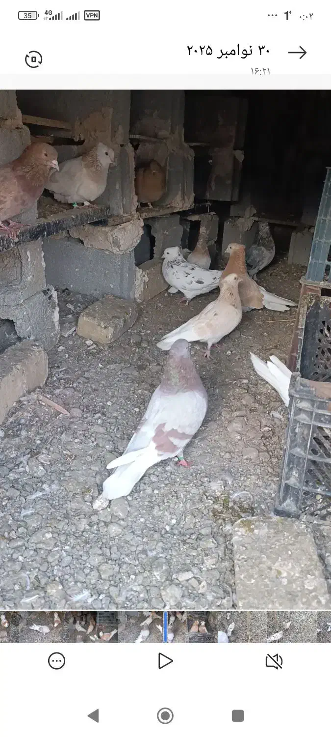 فروش چند جفت کبوتر زرد و سرور...|پرنده|اشنویه, |دیوار