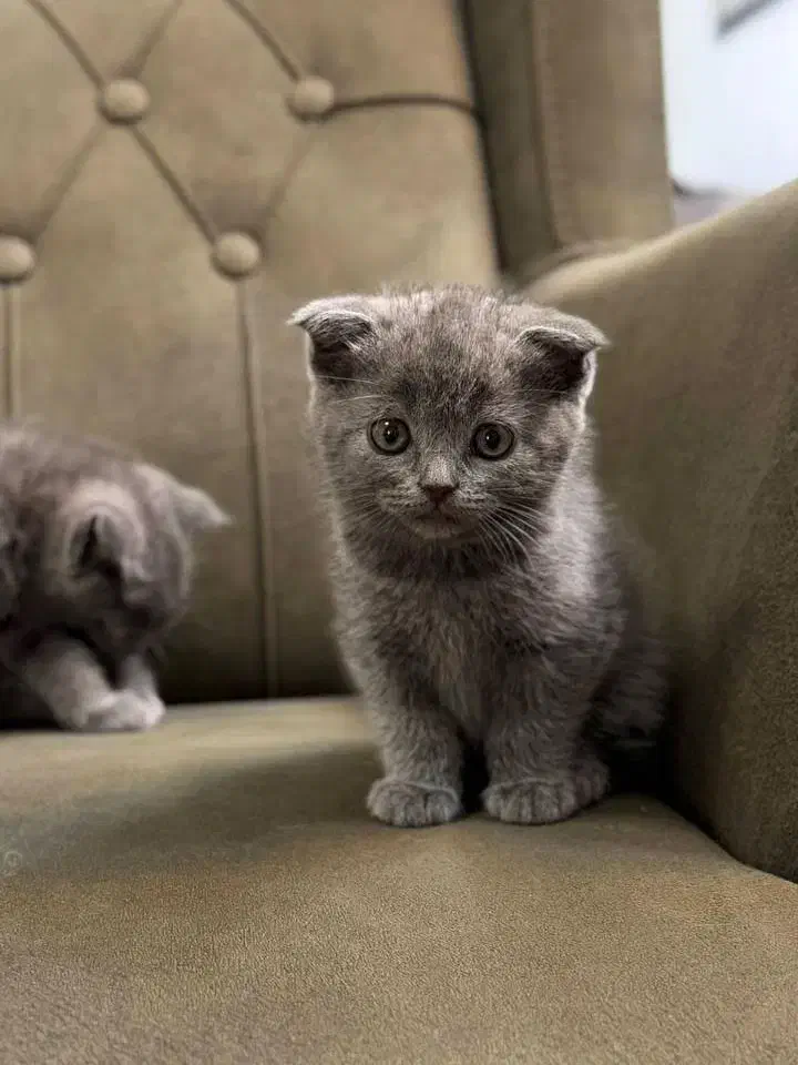 گرب فولد|گربه|بندرعباس, |دیوار