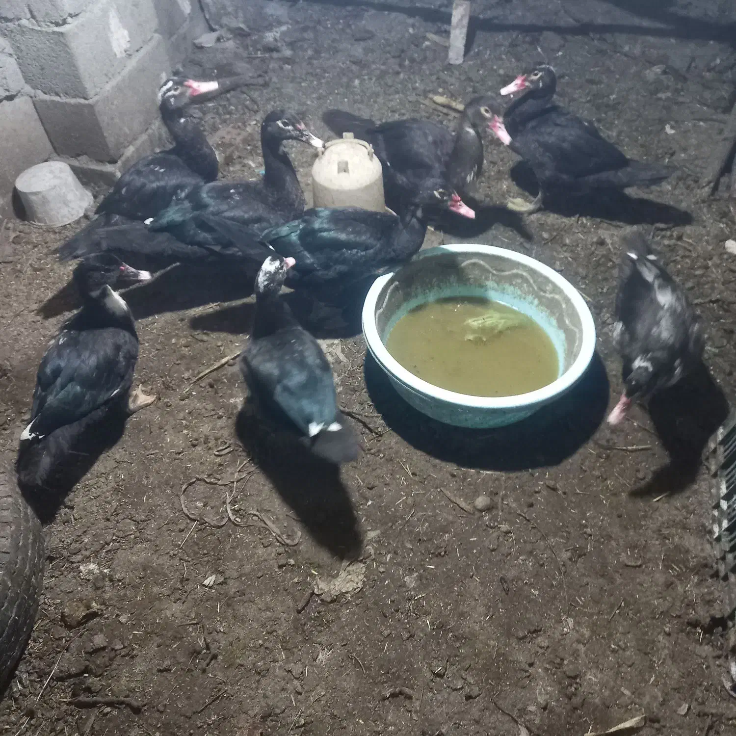 ۸ عدد اوردک روسی و ۲ عدد غاز نرو ماده|حیوانات مزرعه|ارومیه, |دیوار