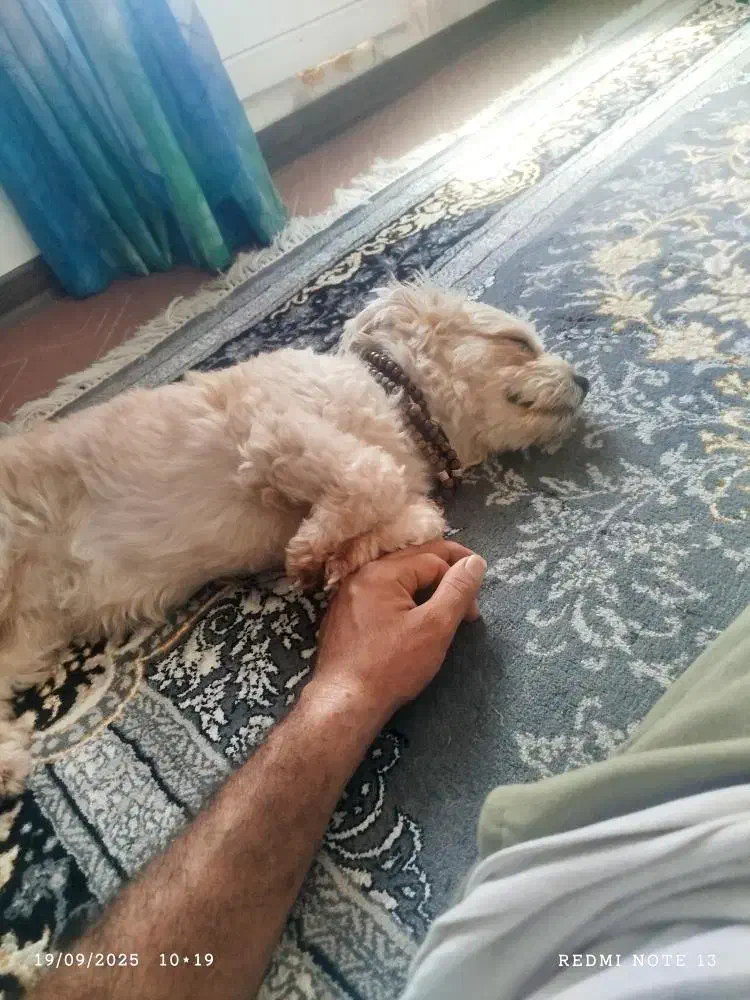 گمشده شهر ساوه قائم 15|سگ|قم, پردیسان|دیوار