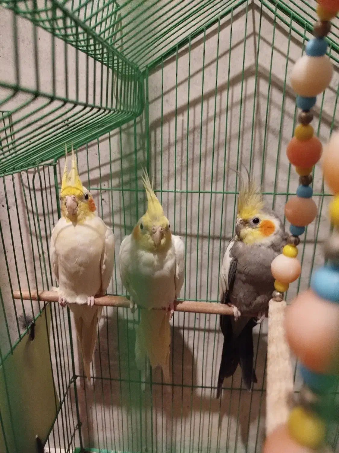 عروس هلندی نر و ماده|پرنده|بندر انزلی, جزیره|دیوار