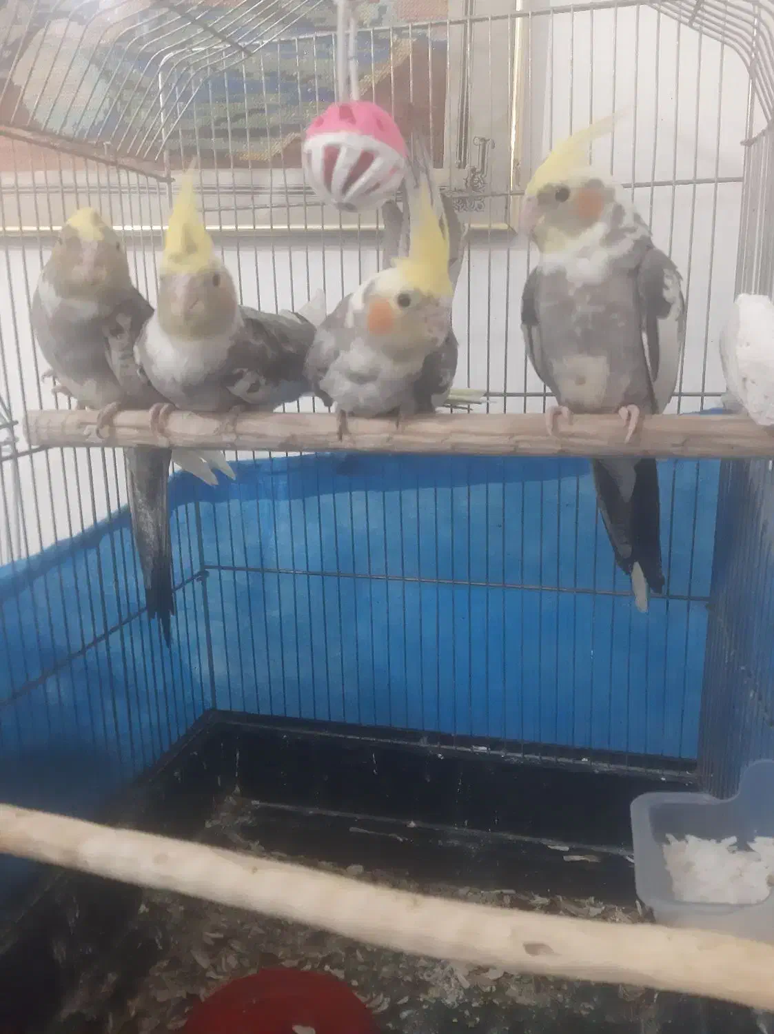 عروس هلندی ۲ ماهه|پرنده|فردیس, فردیس|دیوار