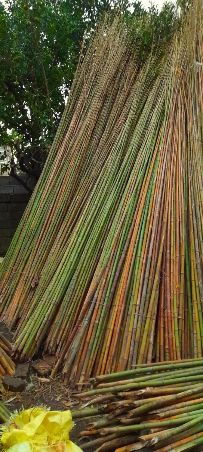 نی خیزران|گل و گیاه طبیعی|محلات, |دیوار