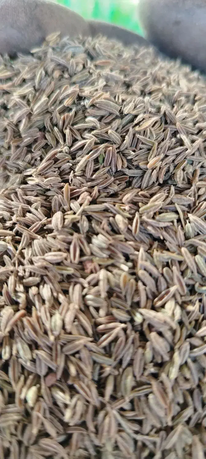 فروش زیره سبز|عمده‌فروشی|نیشابور, شهرک اندیشه|دیوار