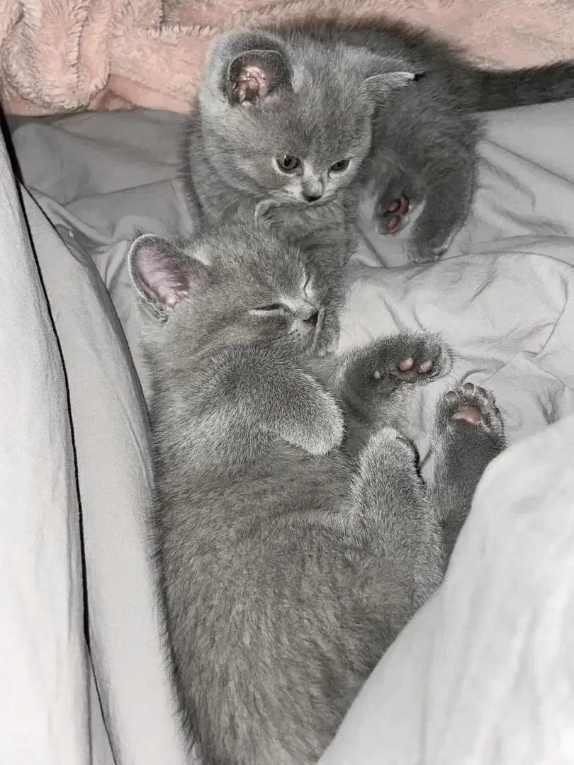 اسکاتیش وبریتیش بلو وگلد|گربه|شیراز, معالیآباد|دیوار