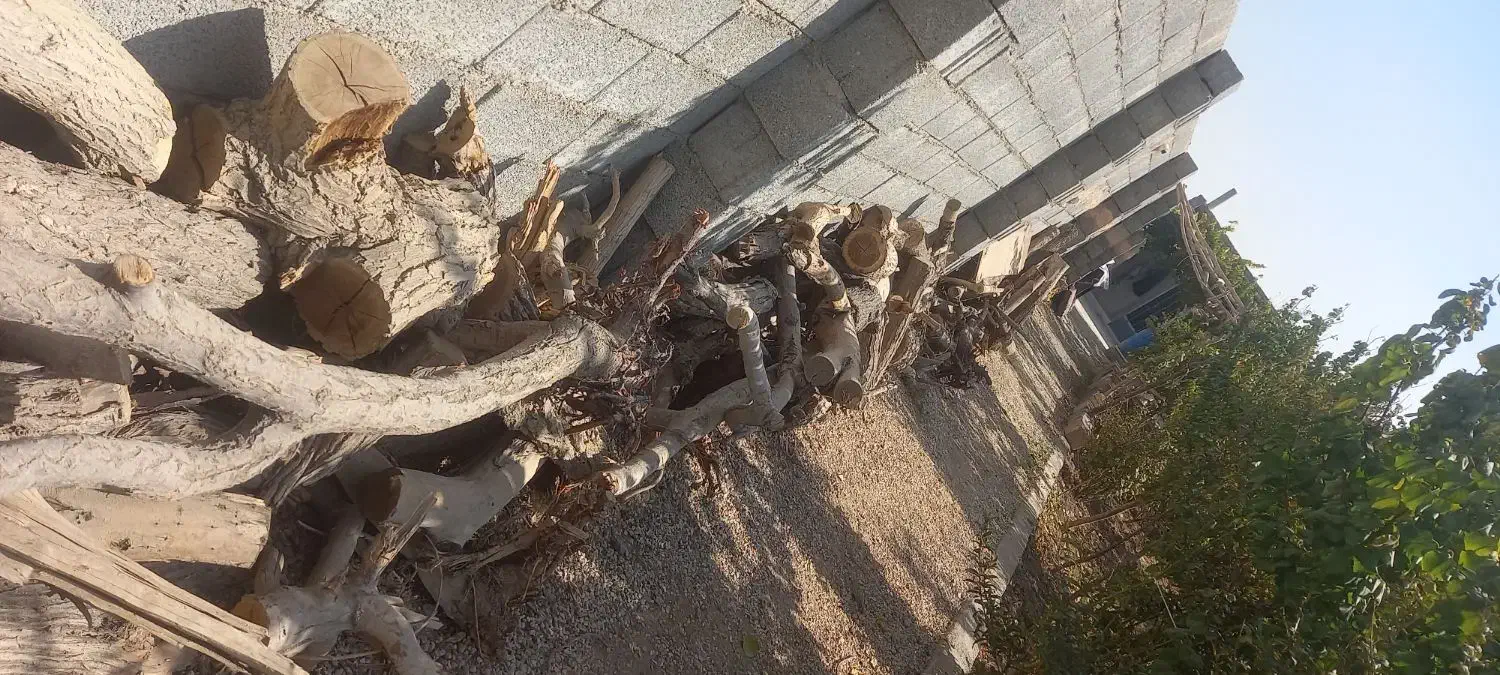 چوب خشک مخصوص ذغال|خدمات باغبانی و درختکاری|خمینی‌شهر, |دیوار