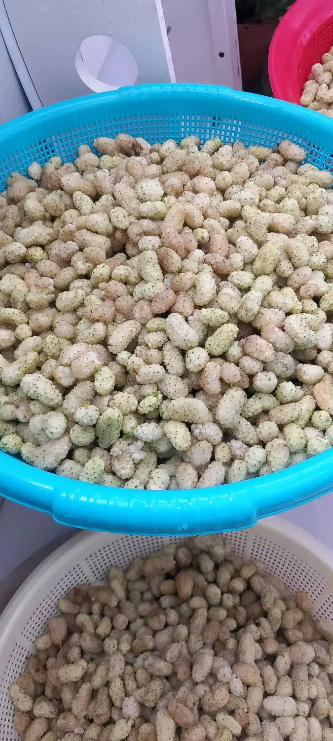 توت سفید|خوردنی و آشامیدنی|اصفهان, جنیران (لادان)|دیوار