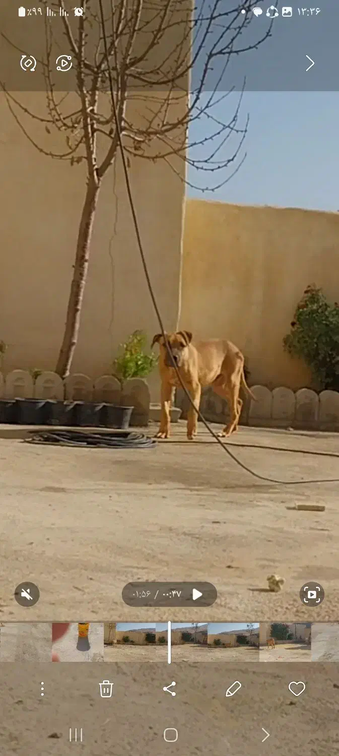 توله ۵ ماهه پیتبول|سگ|بوکان, |دیوار