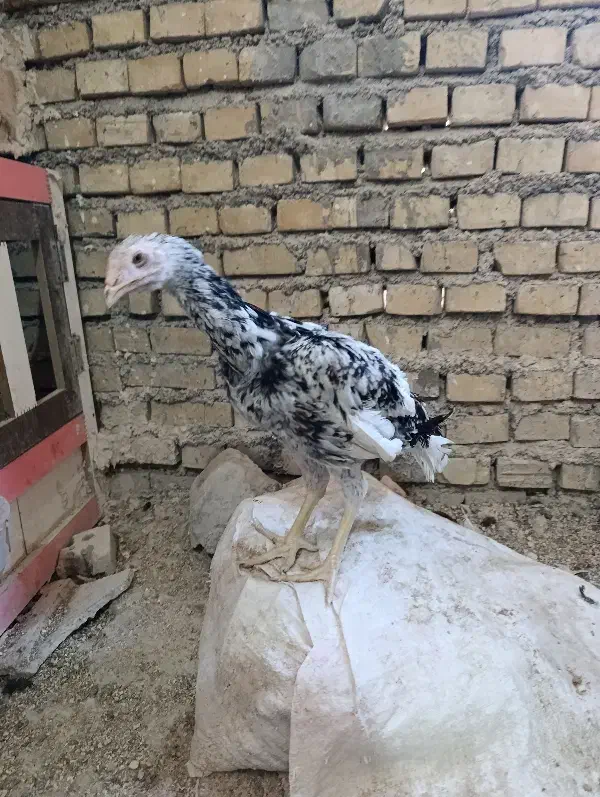 مرغ و جوجه خروس لاری|حیوانات مزرعه|بندر ماهشهر, |دیوار