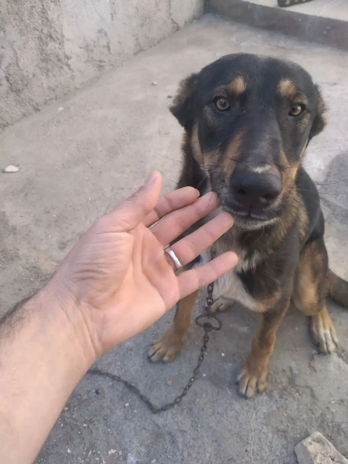 سک ژرمن نژاد شپرد اصیل|سگ|بجنورد, |دیوار