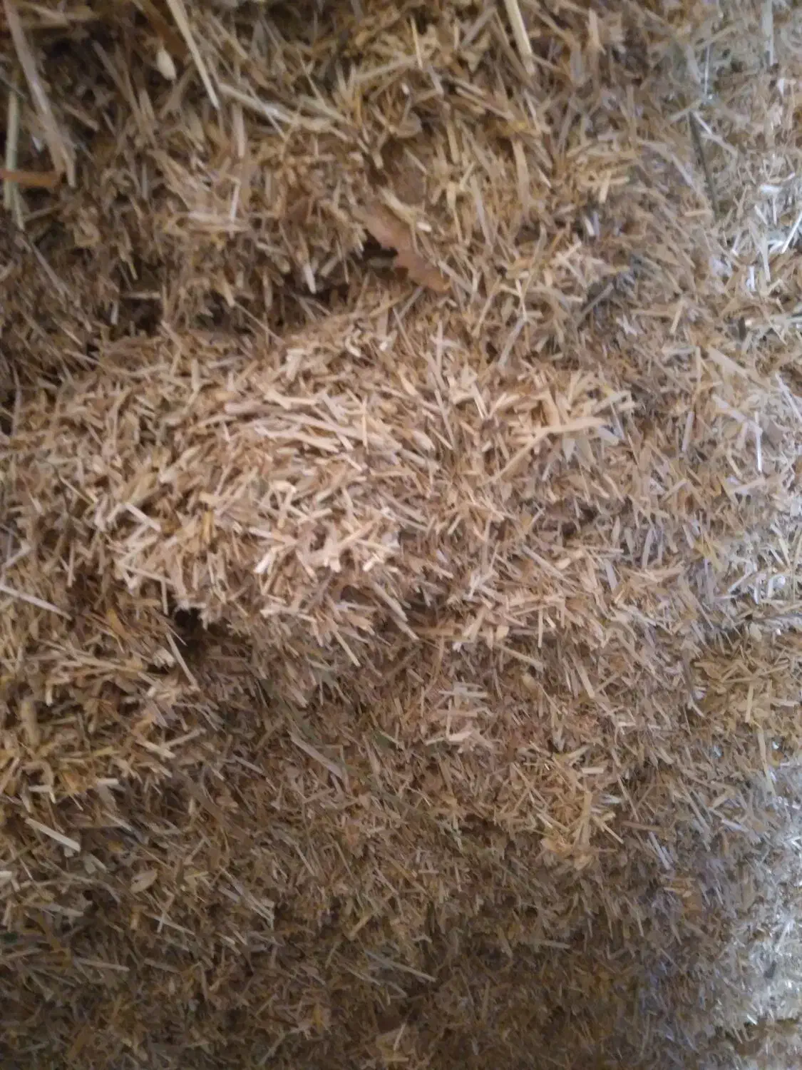 کاه گندم و مخلوط علف و یونجه|لوازم جانبی حیوانات|سلماس, |دیوار