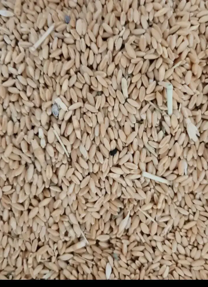 گندم دیمی|خدمات باغبانی و درختکاری|بزینه رود, |دیوار