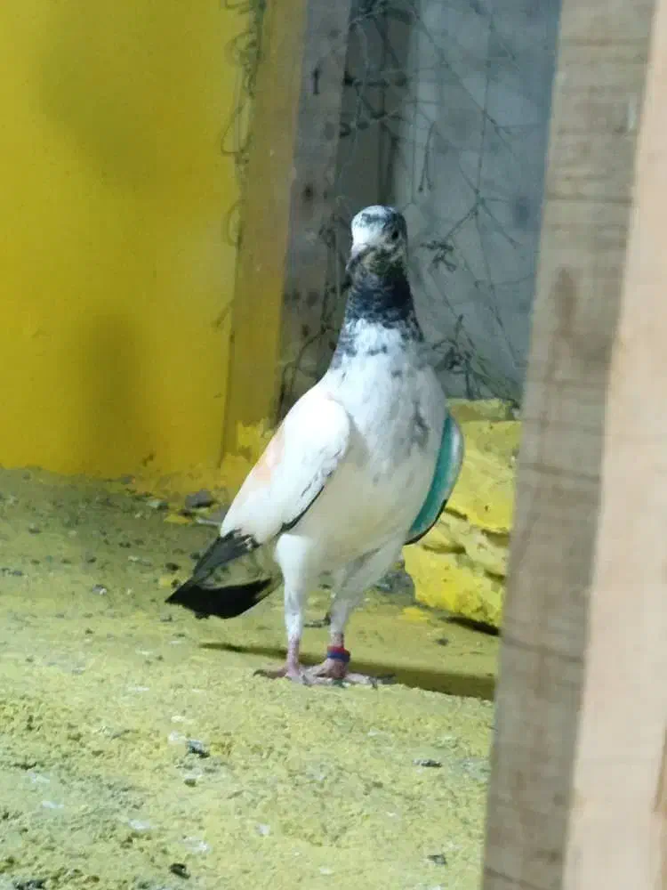 کبوتر جوانه تیدی|پرنده|چابهار, |دیوار