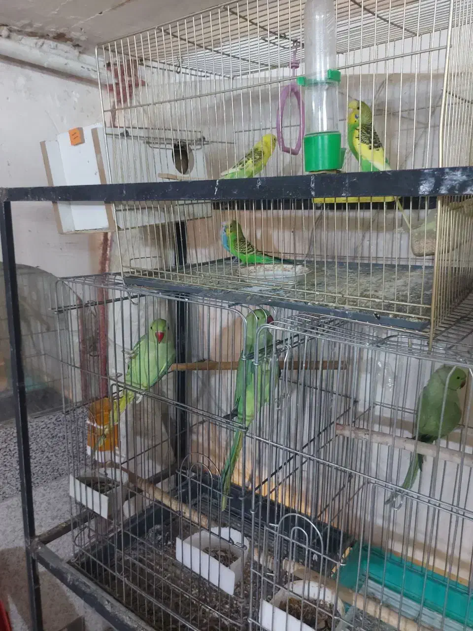 ملنگو|پرنده|قم, شهرک مهدیه (مدرس)|دیوار