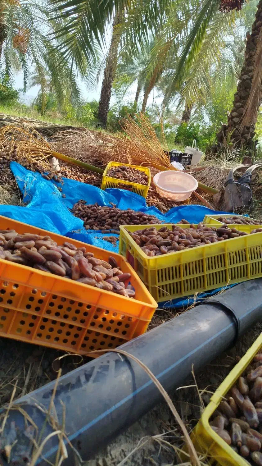 خرمای مرداسنگ و شاهنی|خوردنی و آشامیدنی|کهنوج, |دیوار
