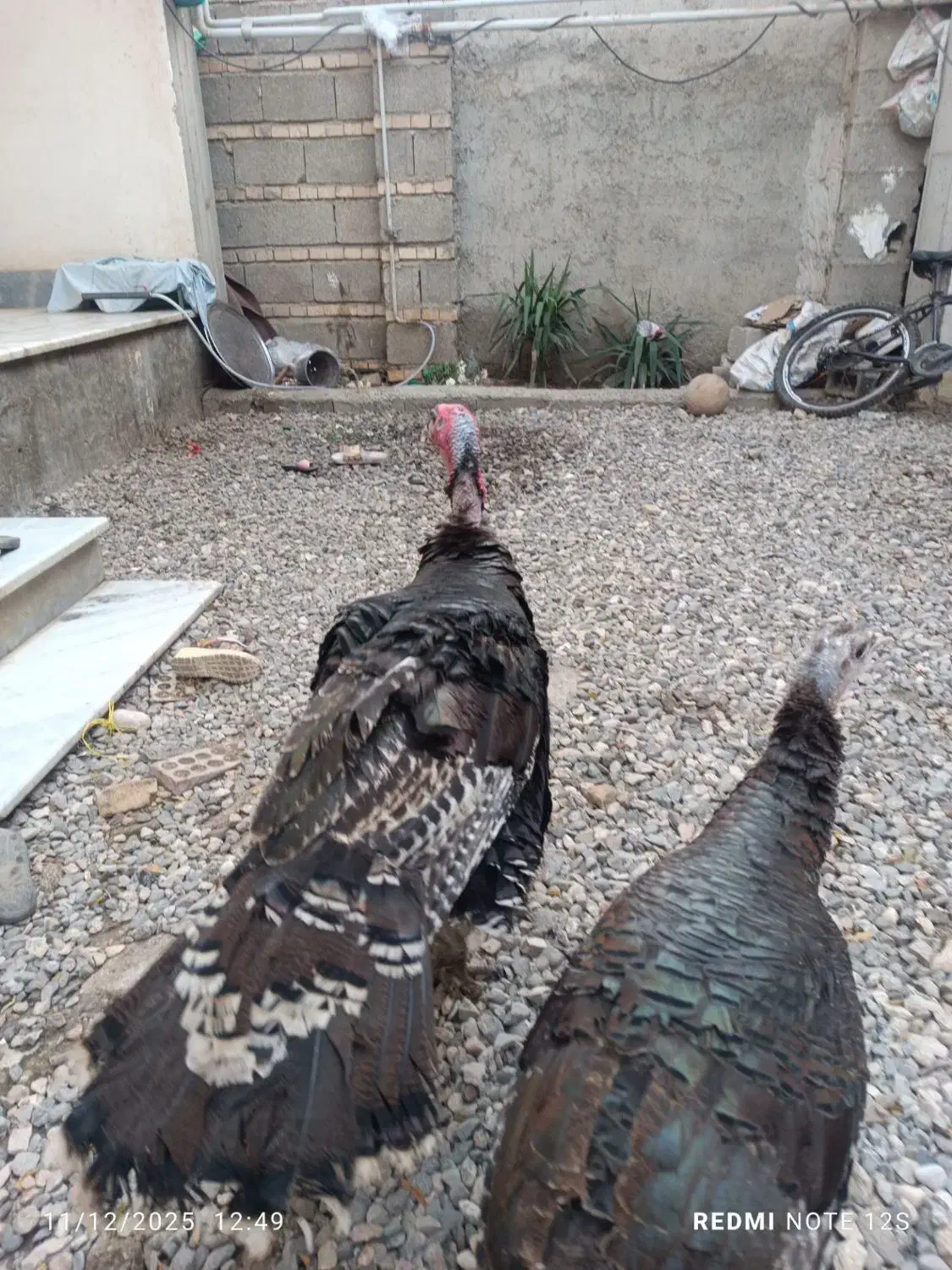 آگهی رو کامل بخونین|حیوانات مزرعه|گنبد کاووس, |دیوار