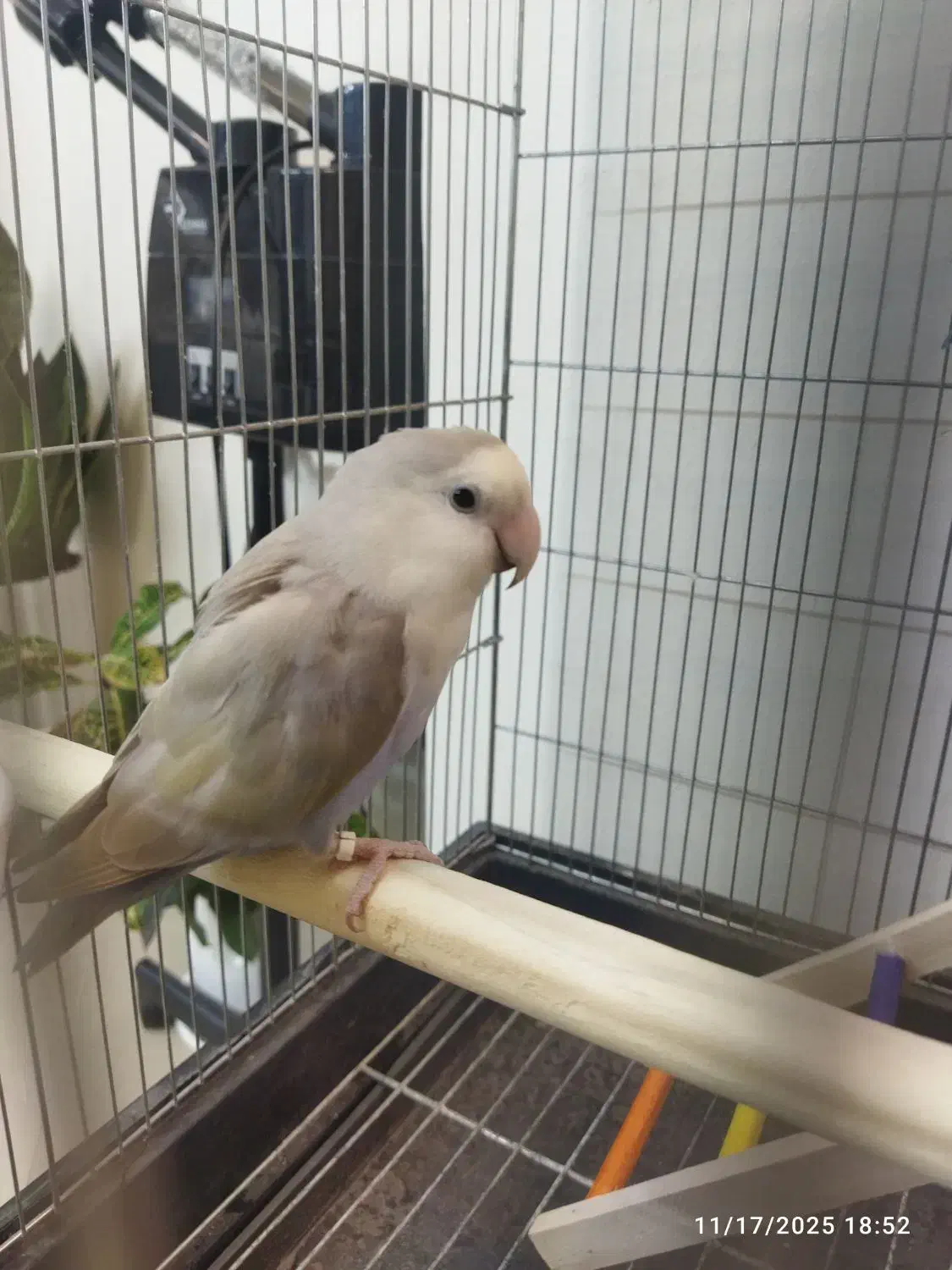 طوطی برزیلی|پرنده|شهریار, شهریار|دیوار